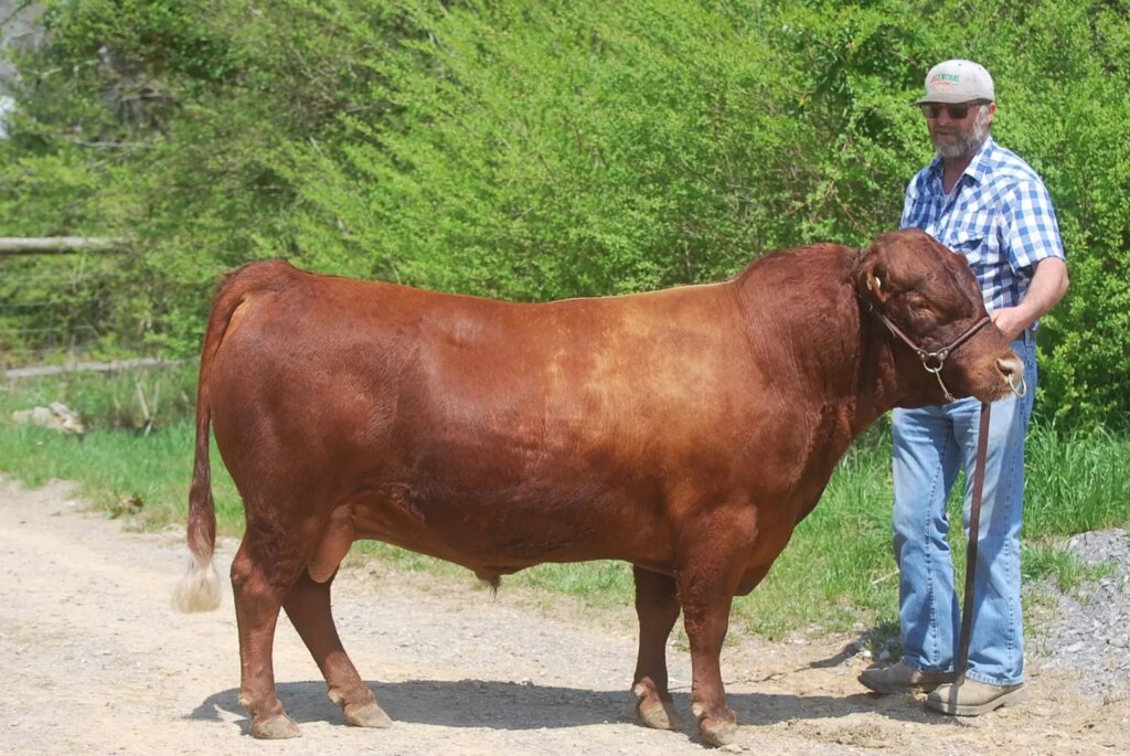 dexter conheca a raca de menores bovinos do mundo 1