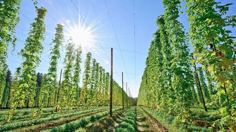 Embrapa testa bioinsumos para impulsionar produção de lúpulo