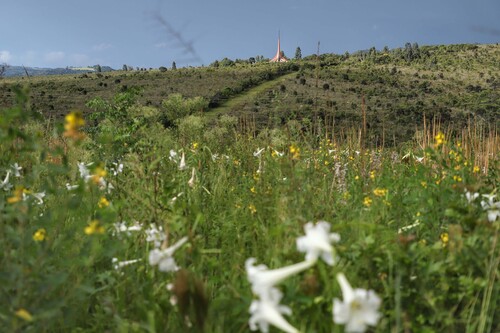 estudo de campo no parana busca especies da flora ameacadas de