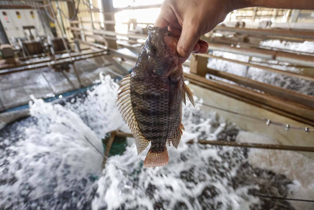 estudo relata origem de surto em cultura de tilapia e faz alerta 3