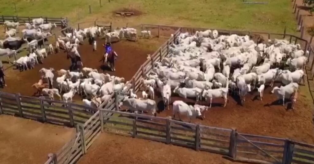 expectativas mais positivas para os precos da arroba neste inicio de fevereiro portal dbo