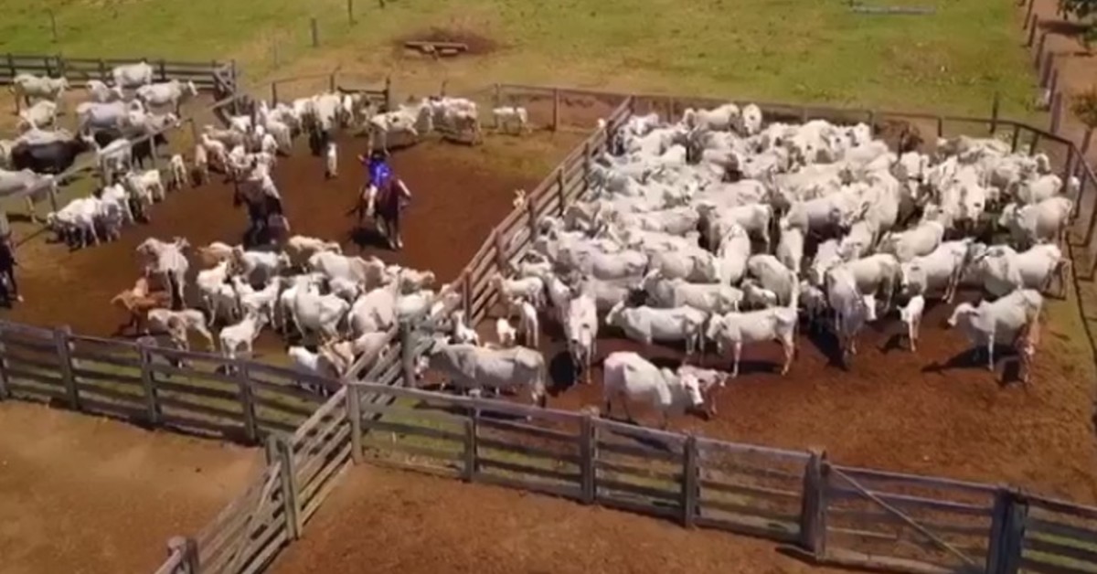 expectativas mais positivas para os precos da arroba neste inicio de fevereiro portal dbo