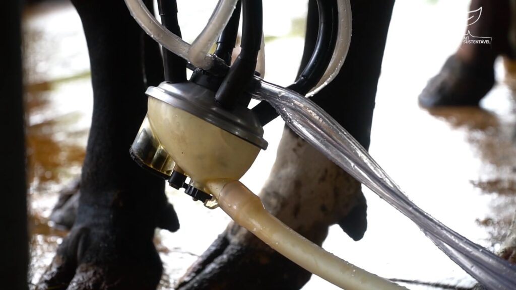 MT Sustent&aacute;vel Compost Barn produ&ccedil;&atilde;o de leite foto Leandro Balbino Canal Rural Mato Grosso