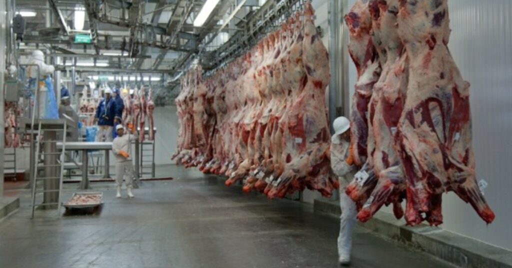 exportacoes sustentam valor do boi china enquanto mercado domestico segue patinando portal dbo