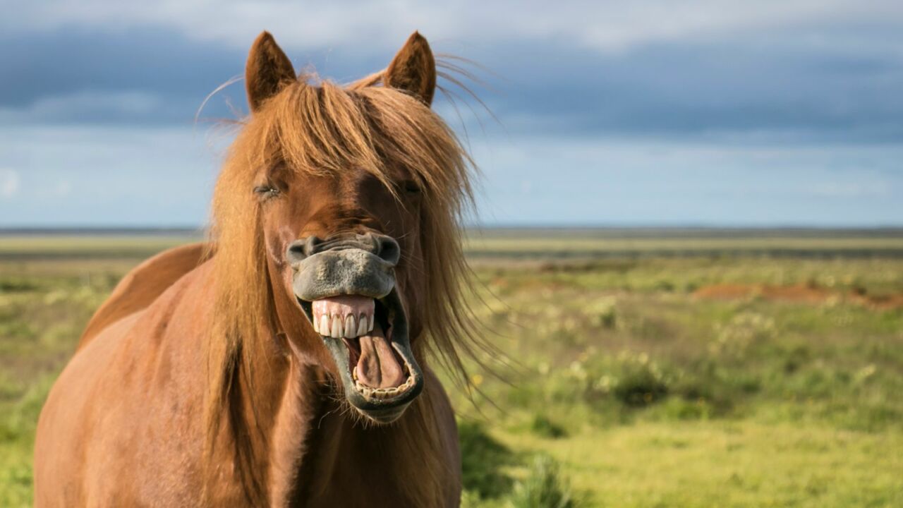 expressoes faciais dos cavalos sao tema de estudo 1