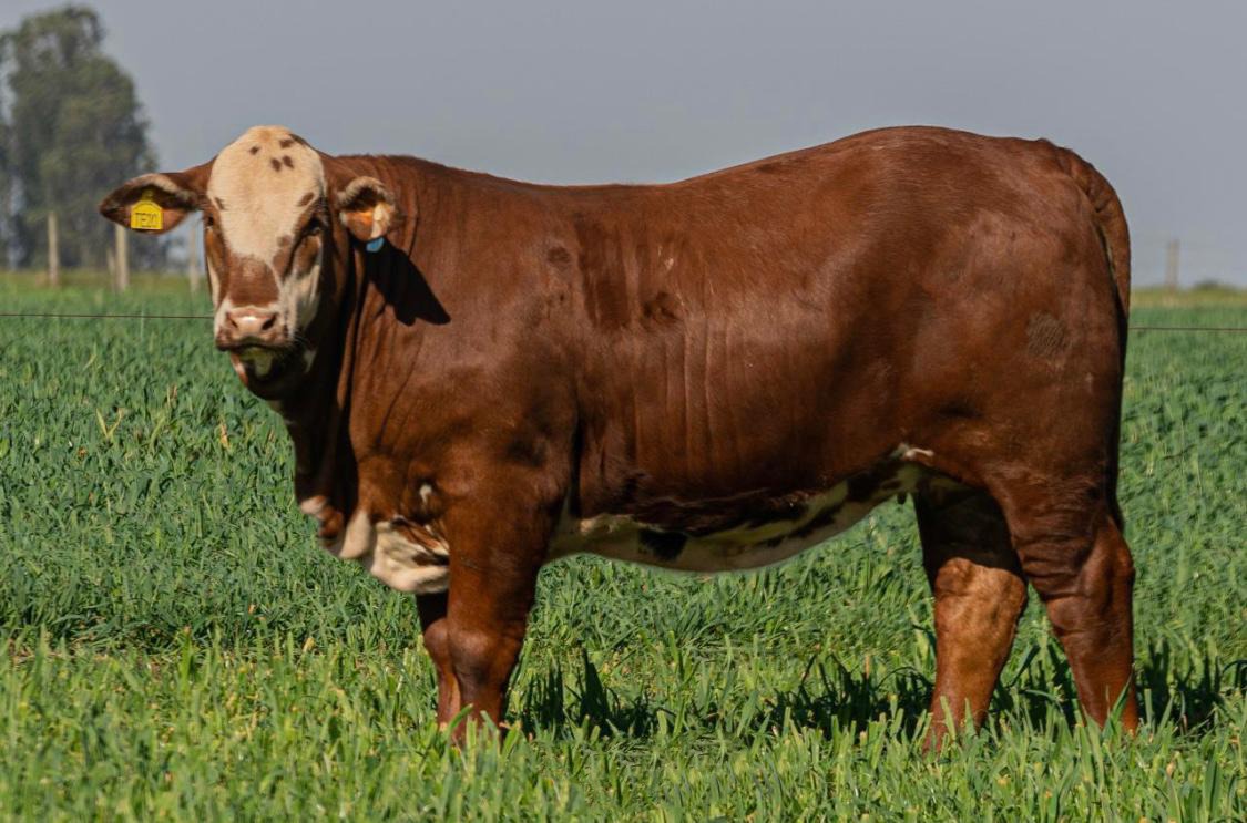fazenda reduz tempo de abate do gado com brachiaria hibrida 1