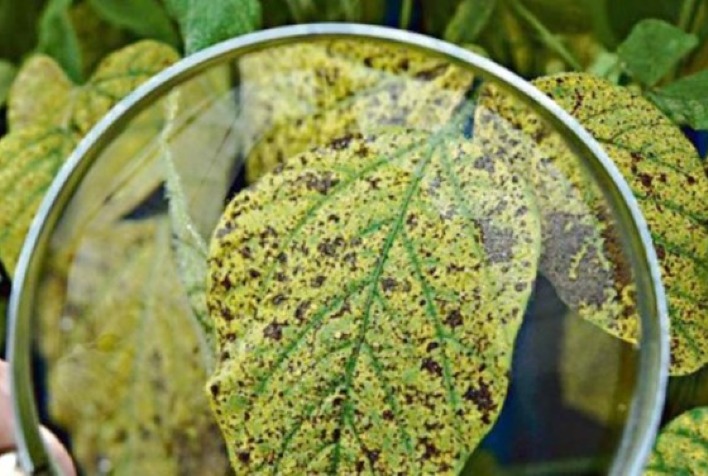 ferrugem asiatica cresce na soja 22 23 do brasil e eleva custo de lavouras