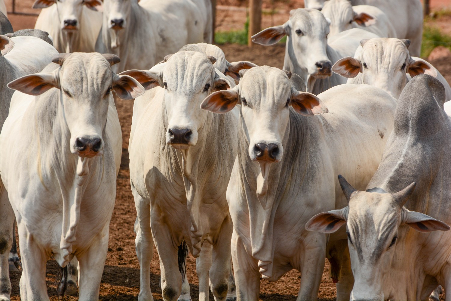 frigorifico gigante e liberado pela china e arroba sobe veja 1