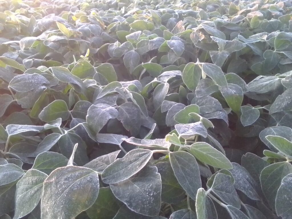 Geada fora de época causa estragos em lavouras na Argentina 2 geada fora de epoca causa estragos em lavouras na argentina 1