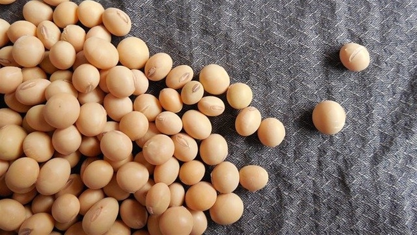 Gigante de agro terá que depositar R$ 1,3 bilhão para produtores de soja