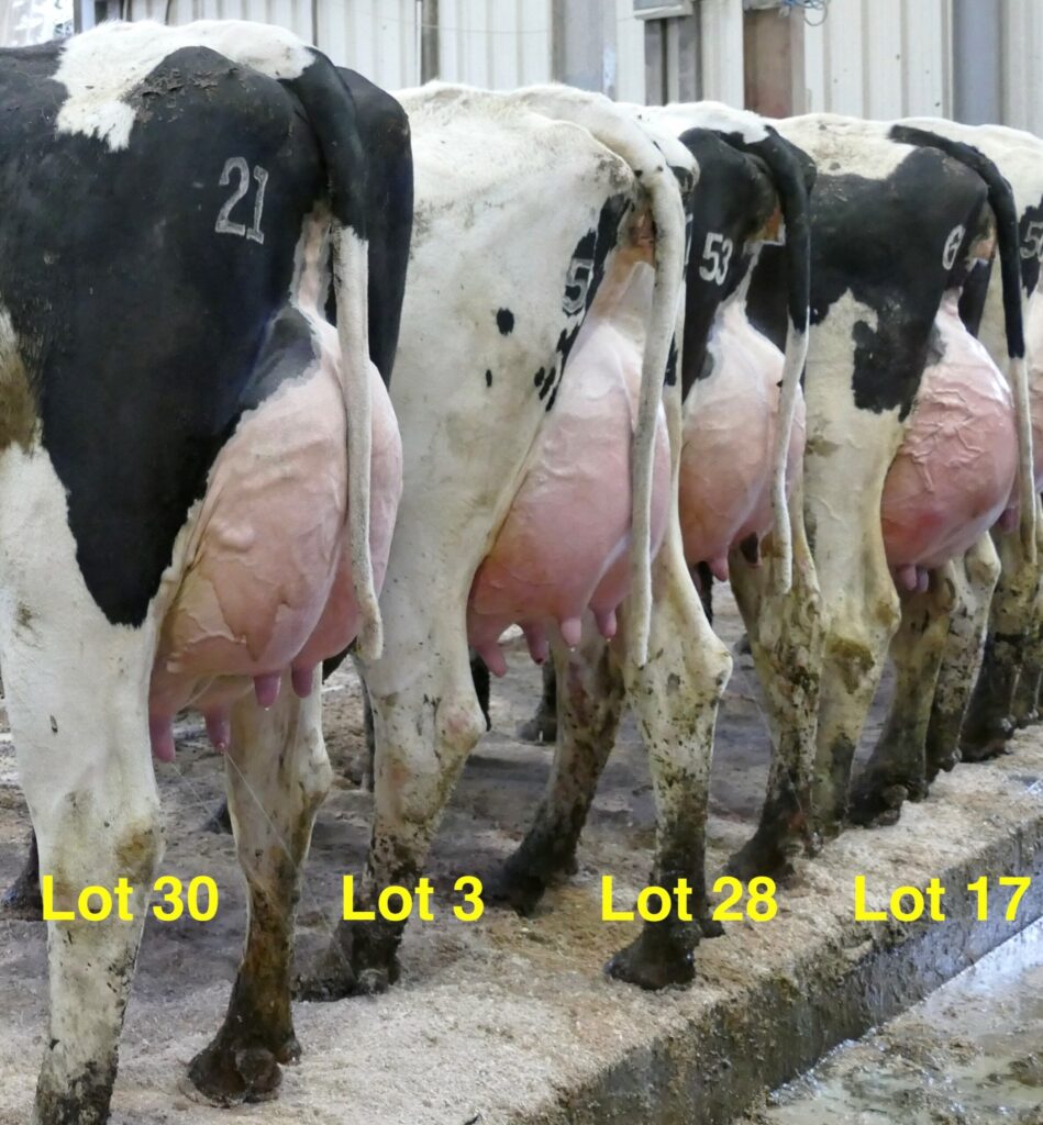 greenlawn herd to offer first parfect sired heifer at auction in ireland