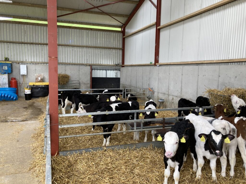 increasing the saleability of non replacement calves this spring 1