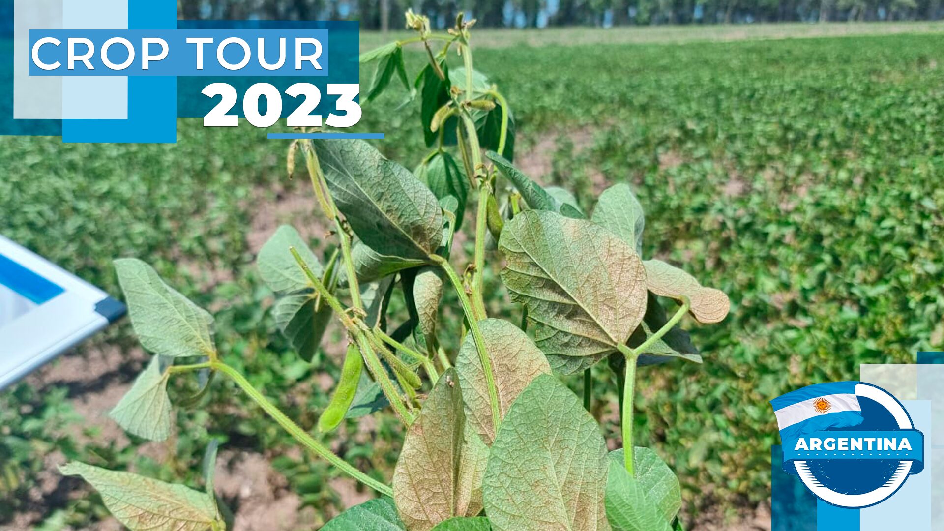 lavouras em gonzalez calderon provincia de entre rios sentem efeitos da