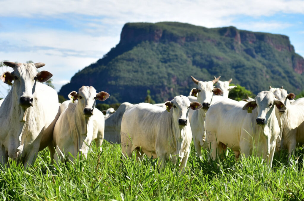 leilao vai reunir grandes criatorios da pecuaria brasileira 1