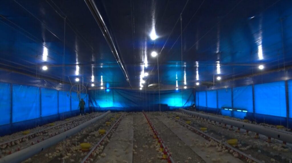 luz de led e opcao mais eficiente e economica para a iluminacao dos aviarios