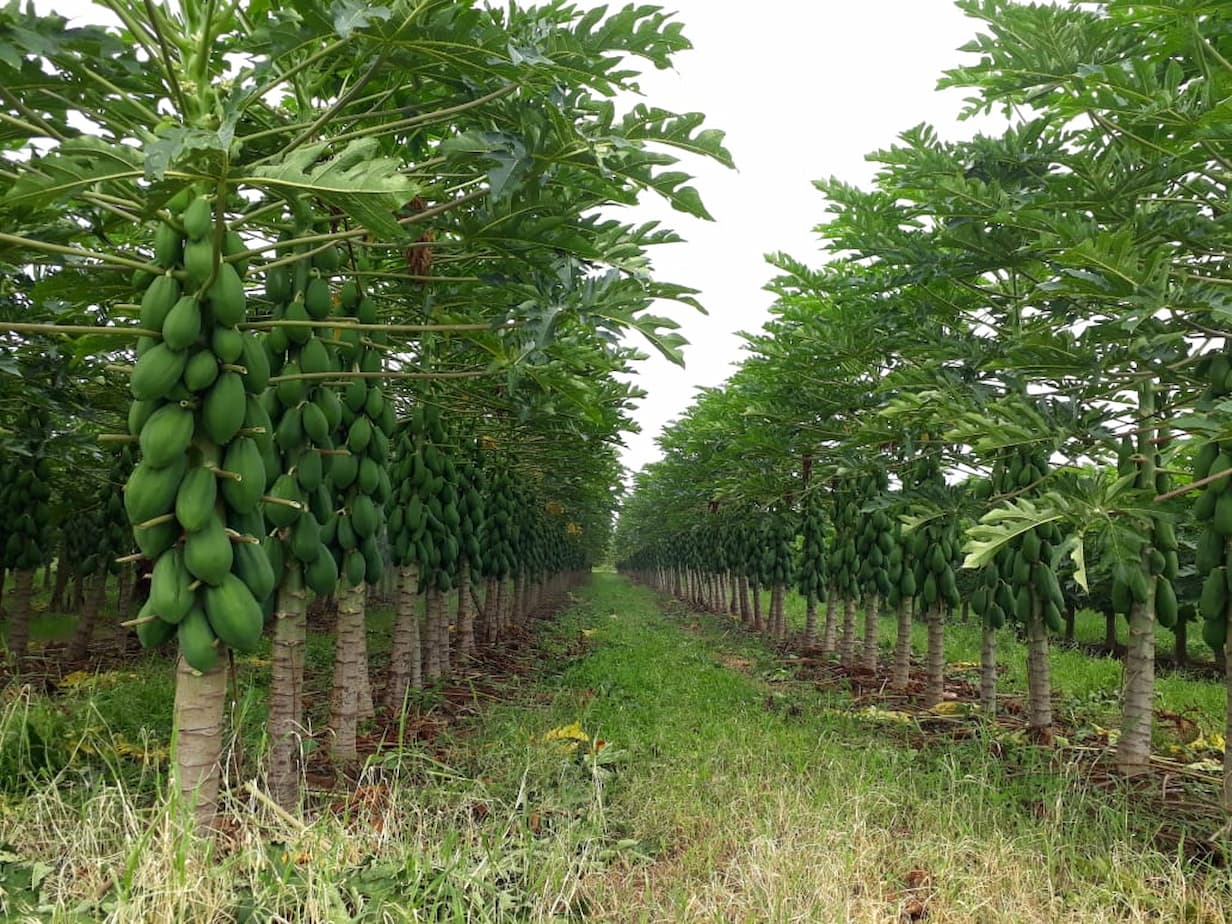 mamao formosa se desvaloriza em 2023 1