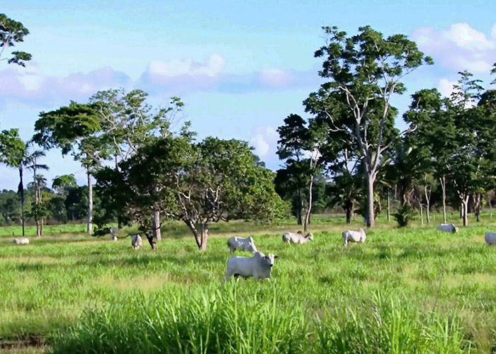 mapa adota providencias sobre confirmacao de mal da vaca louca no brasil