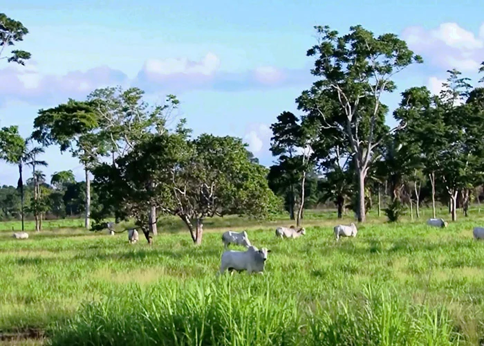 Mapa adota providências sobre confirmação de mal da “vaca louca” no Brasil