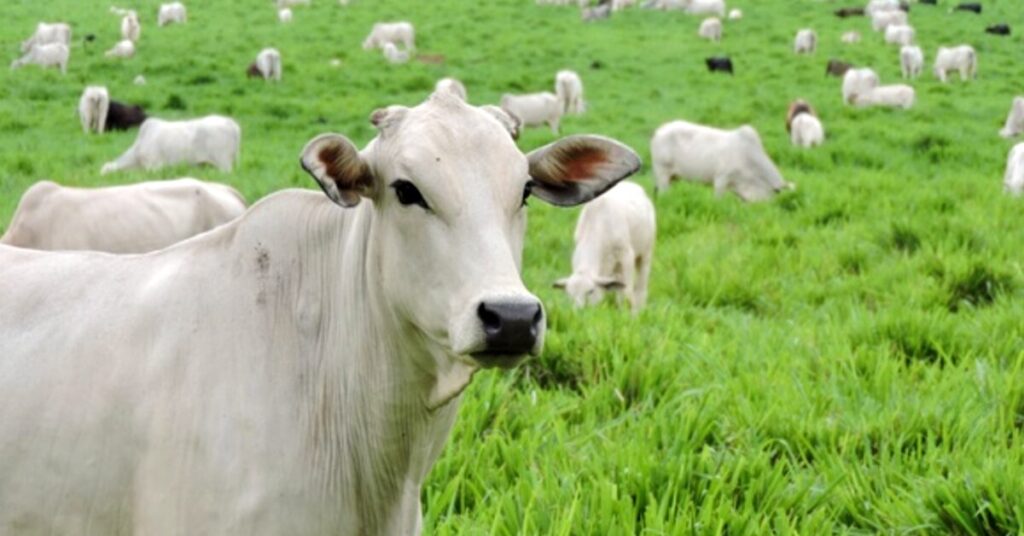 Mapa discute demandas da pecuária brasileira em Uberaba (MG) • Portal DBO 2 mapa discute demandas da pecuaria brasileira em uberaba mg portal dbo