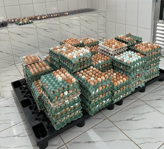 Mercado de ovo caipira ganha destaque entre produtores 1 Mercado de ovo caipira ganha destaque entre produtores