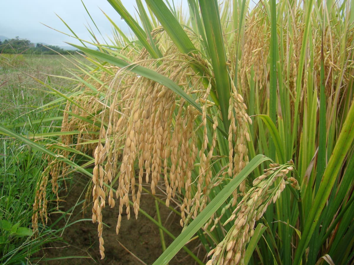 mercado do arroz 15 de fevereiro 1