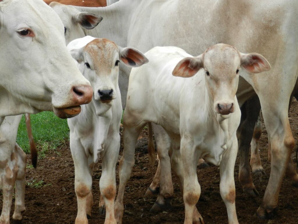 mercado do boi 10 de fevereiro 2023 1