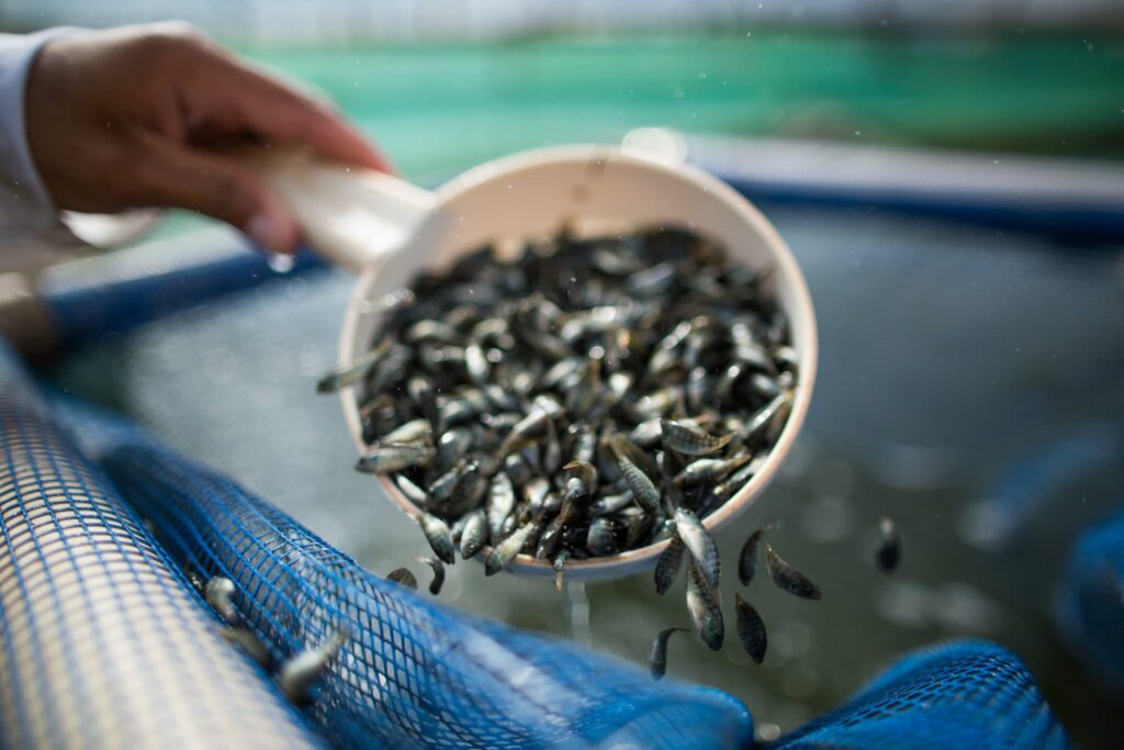 mercado do peixe 25 de fevereiro 2023 1