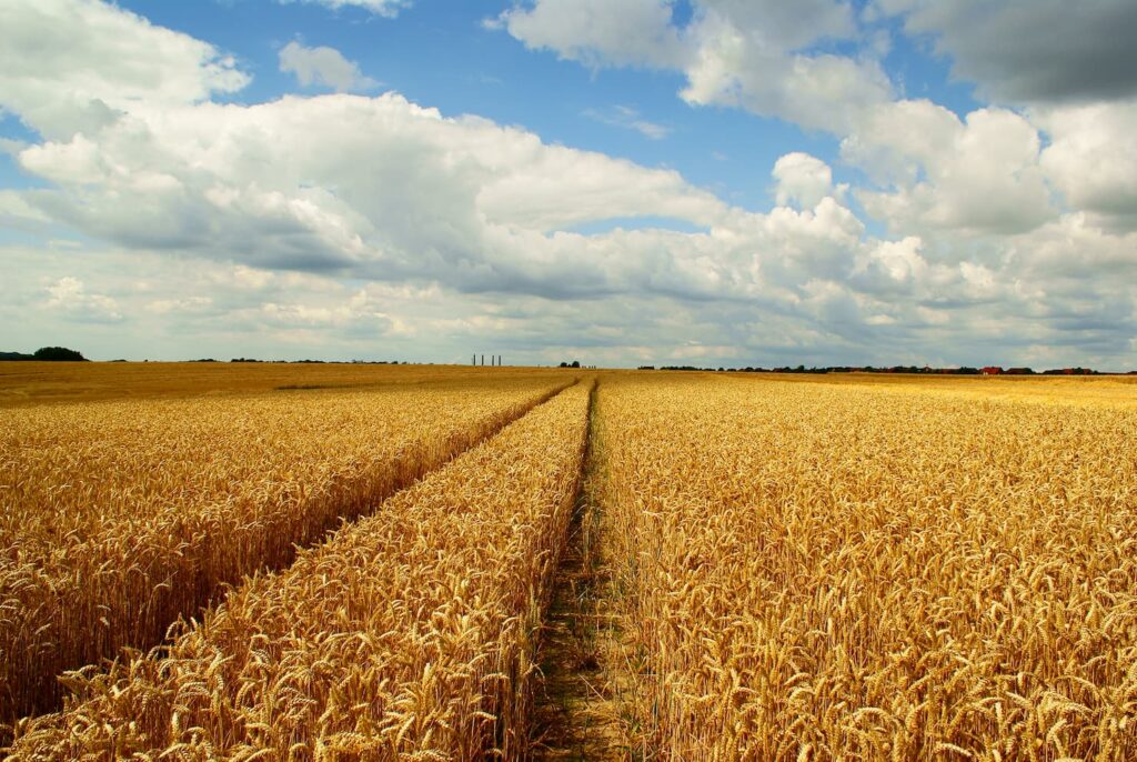 mercado do trigo 15 de fevereiro 1
