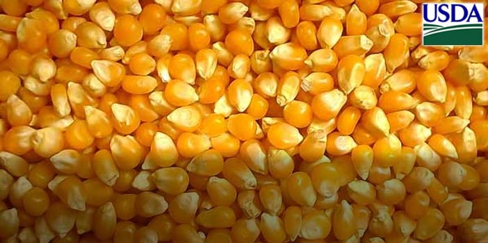 Milho tem leves valorizações aguardando desdobramentos da situação Rússia X…