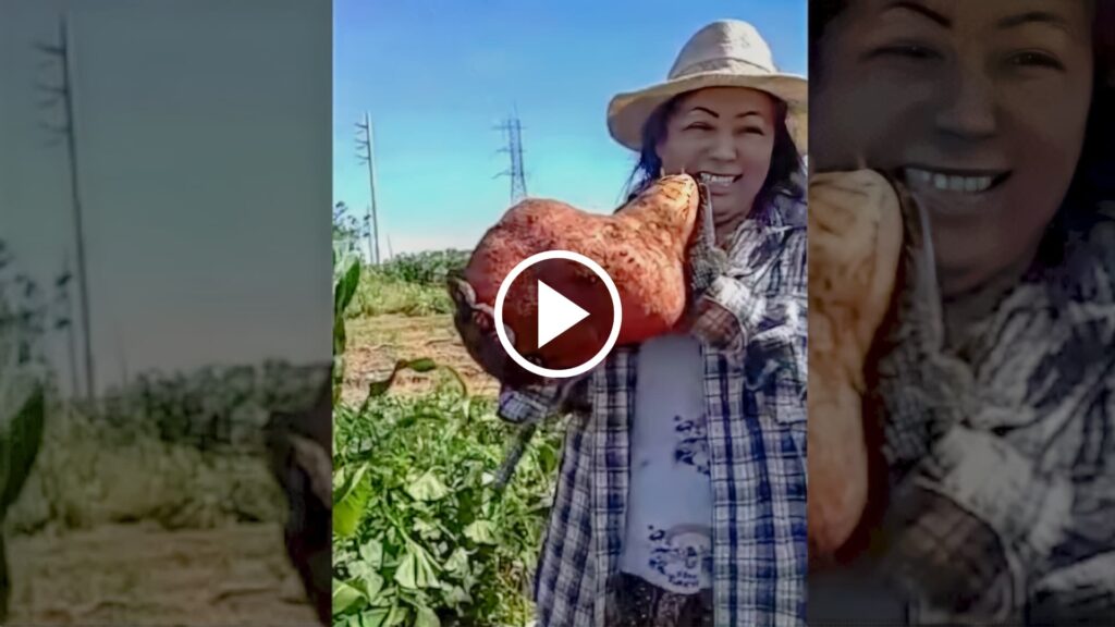 moradora colhe batata doce gigante em horta comunitaria 1