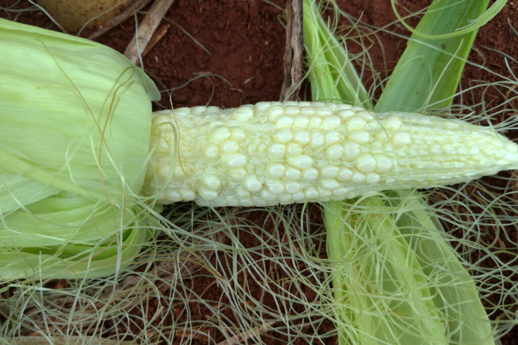 nas ultimas safras lavouras de milho tiveram 40 de perdas por doencas