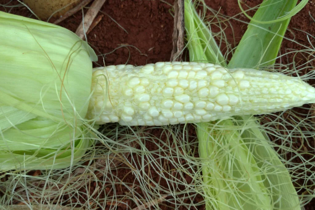 Nas últimas safras, lavouras de milho tiveram 40% de perdas por doenças 2 nas ultimas safras lavouras de milho tiveram 40 de perdas por doencas