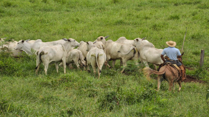 Novo caso atípico de “vaca louca” deixa setor pecuário em alerta, diz Cepea