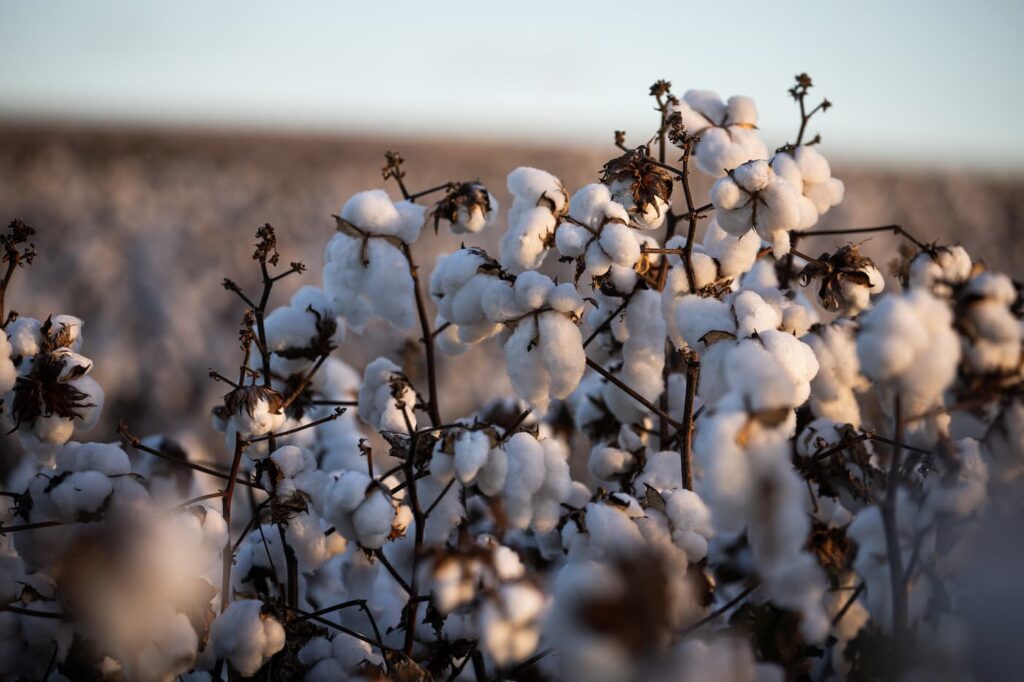 oferta do algodao no spot segue limitada 1