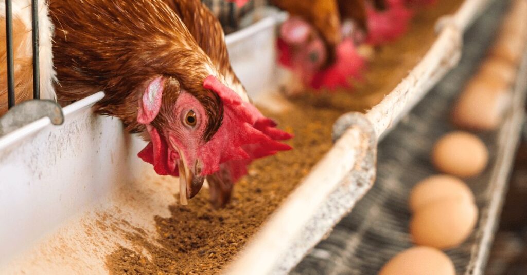 oferta restrita mantem precos em alta portal dbo