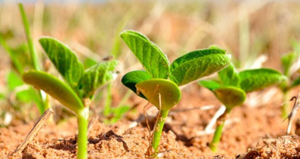 pensar em substituicao da soja ante corrida chinesa por menor dependencia e enxugar gelo money times