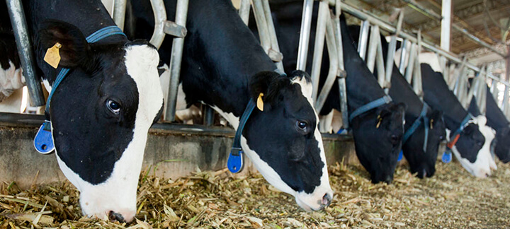 Produção de Leite - Nutrição Animal - Agroceres Multimix