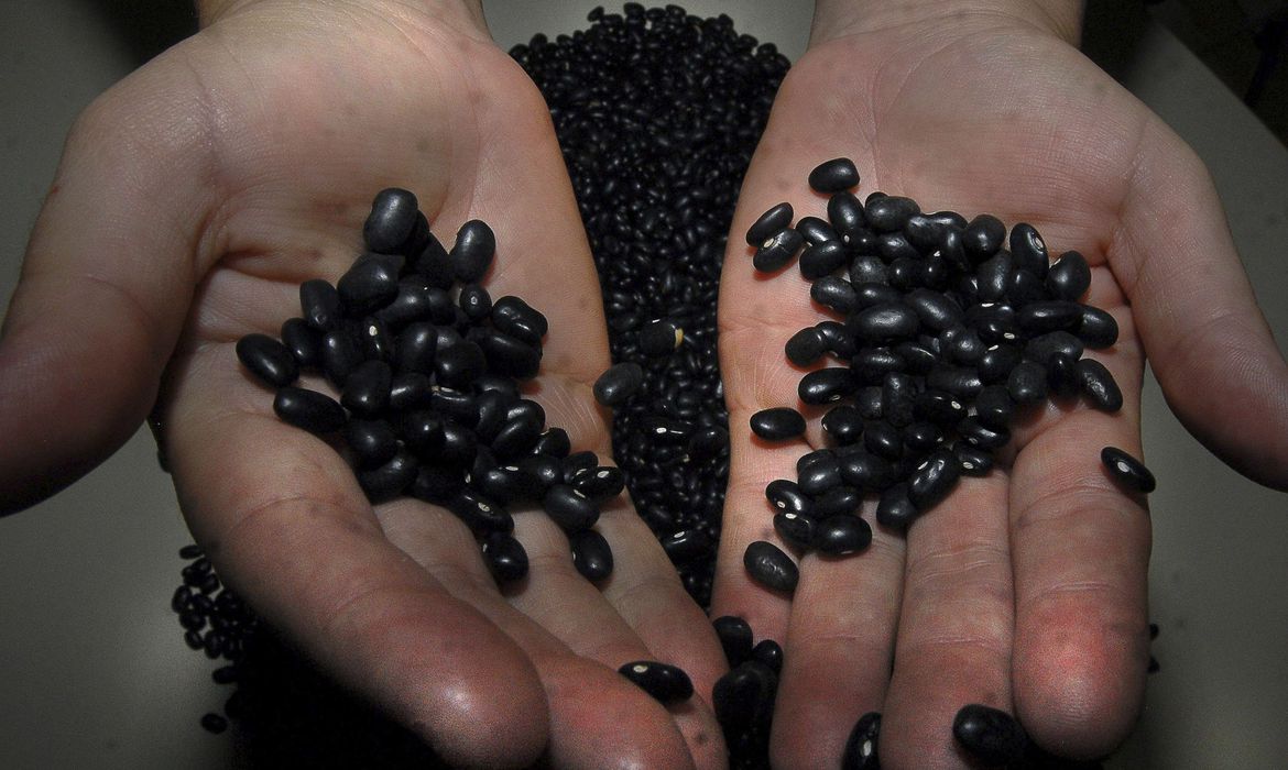 Feijão carioca de alta produtividade é lançado em Ponta Grossa