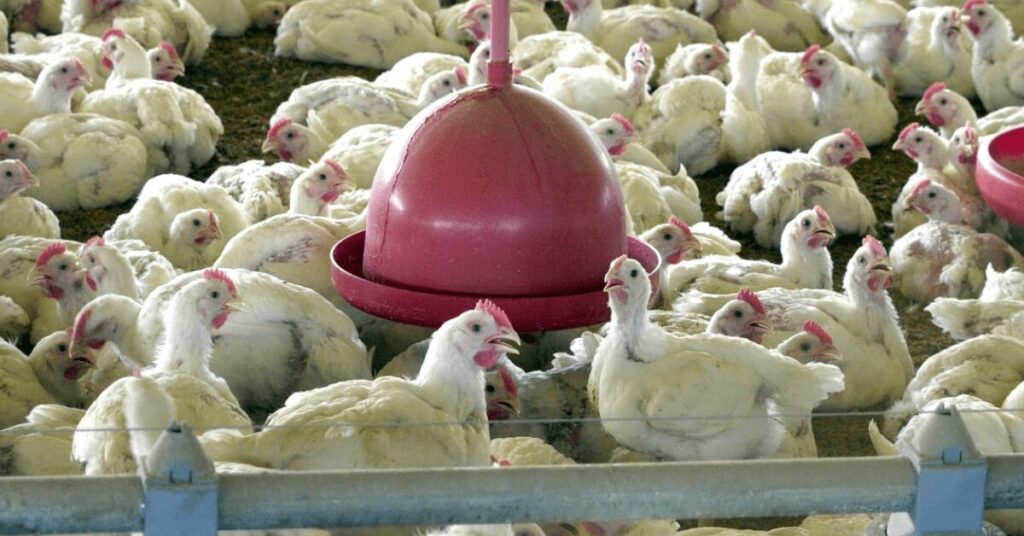 poder de compra de avicultor paulista melhora portal dbo