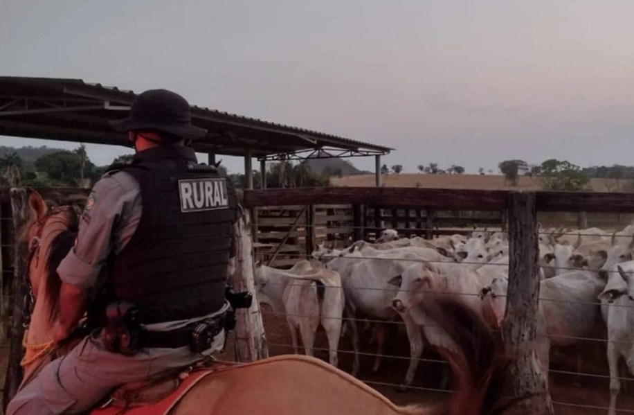 policia acaba com ladroes de gado nelore avaliado em r 600 mil