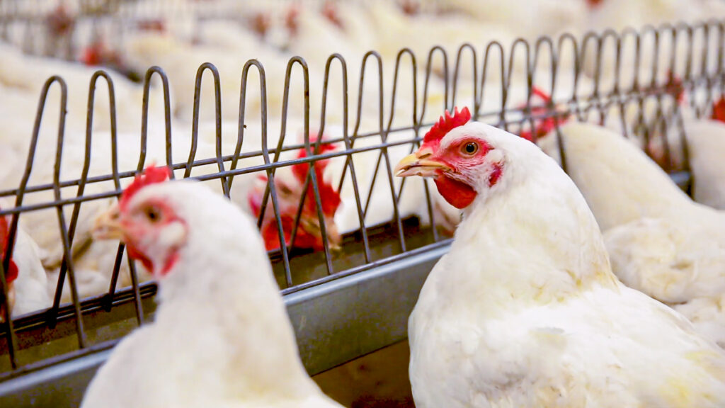 Poultry: EFSA recommends alternatives to cages