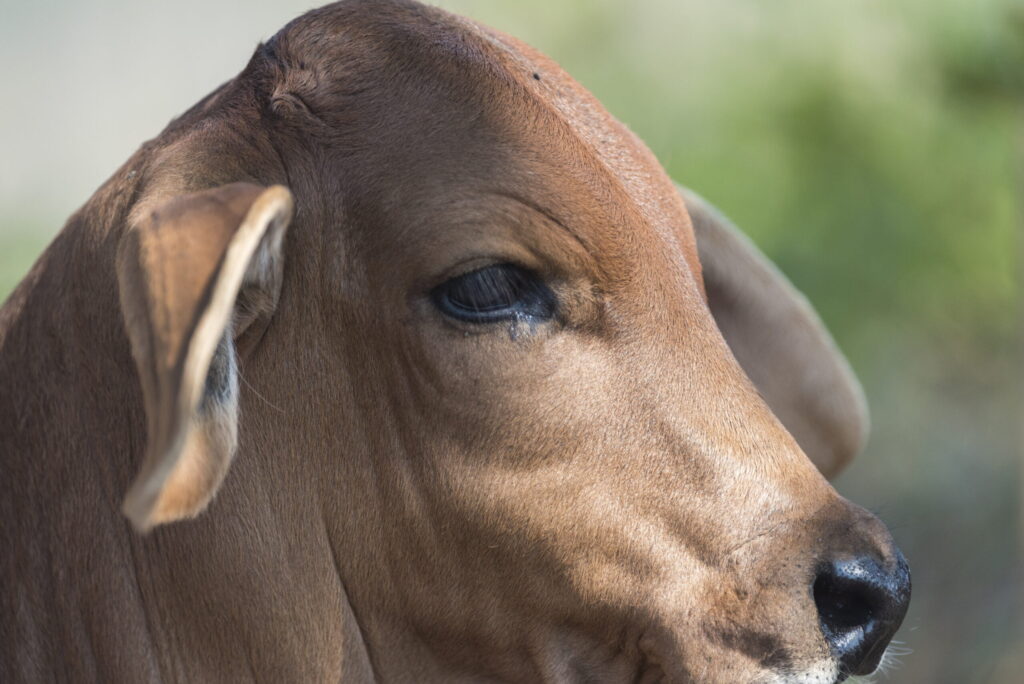 Pressão de baixa nos preços do boi gordo em Santa Catarina 2 pressao de baixa nos precos do boi gordo em santa catarina