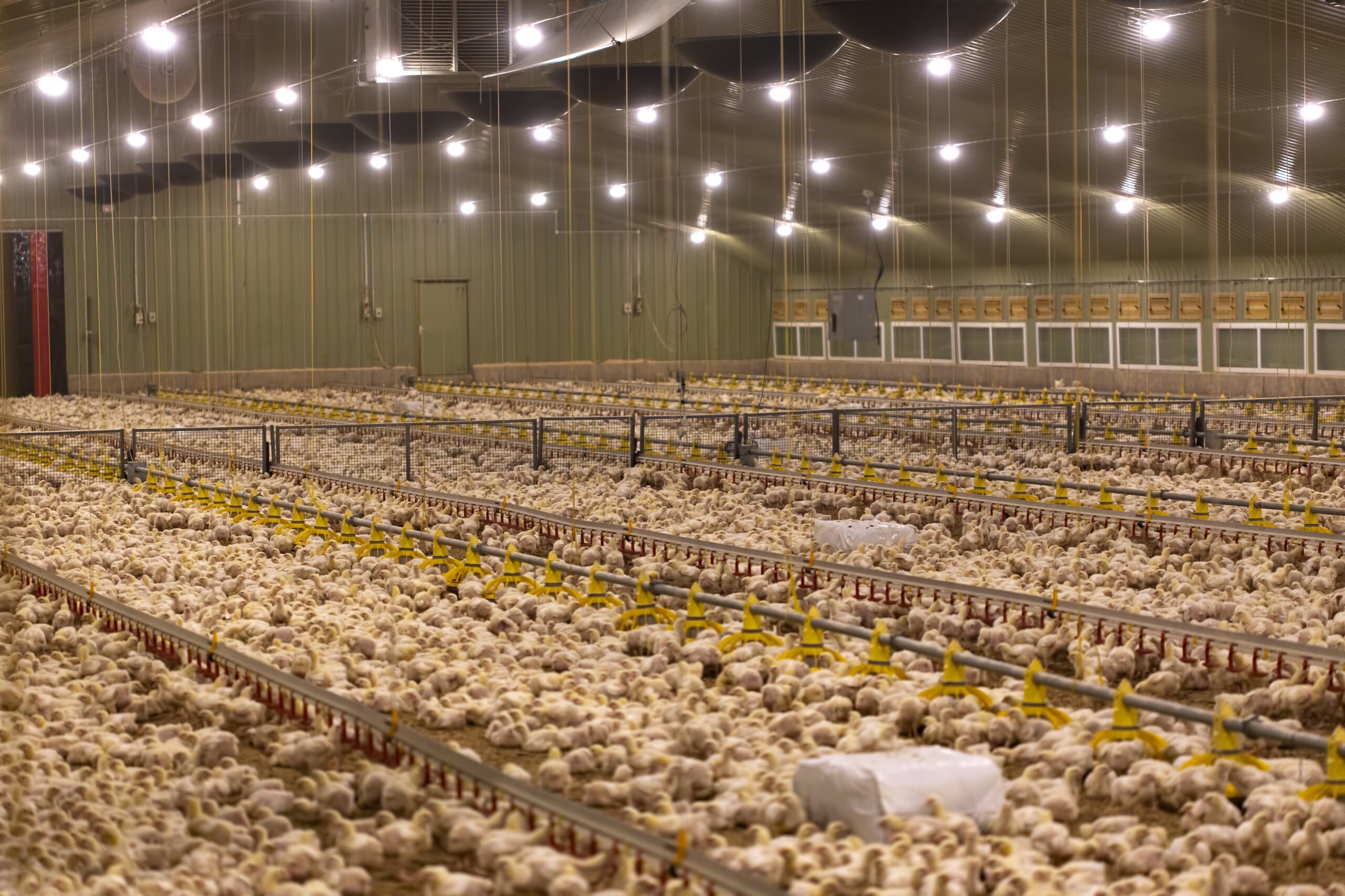 prevencao a influenza aviaria ganha livro digital com material multimidia 1