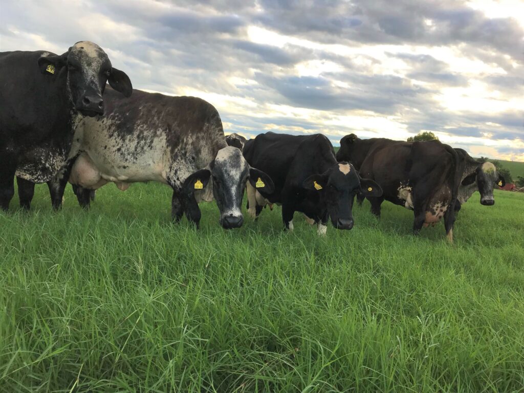 Raça Girolando tem queda de 40% nas emissões de metano 2 girolando, Girolando, raça de gado, características, produtores