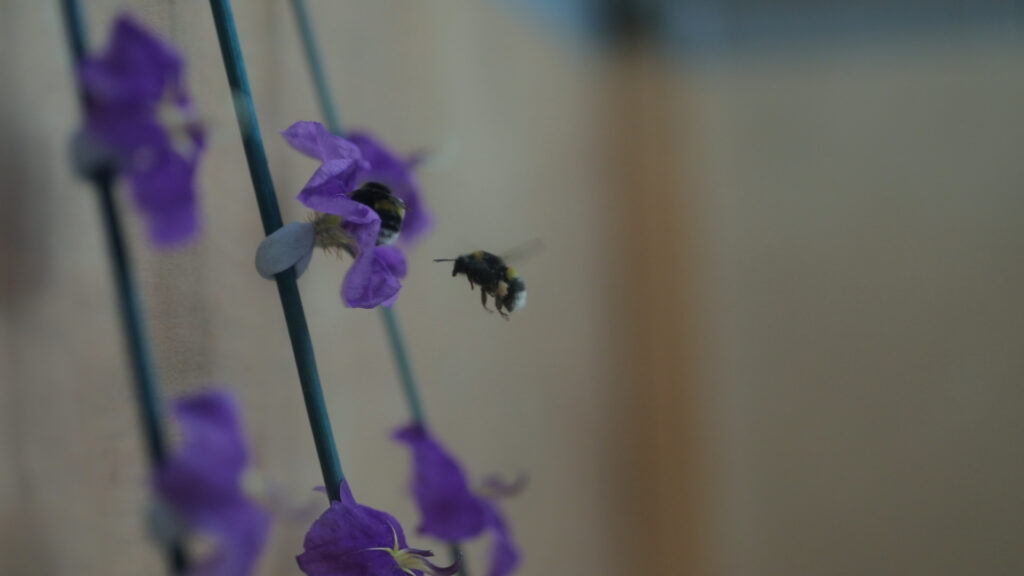 rothamsted highlights significance of new insect genomes 1