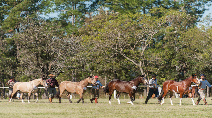 secretaria de agricultura de sp lanca aplicativo que permite emitir gtas de equideos