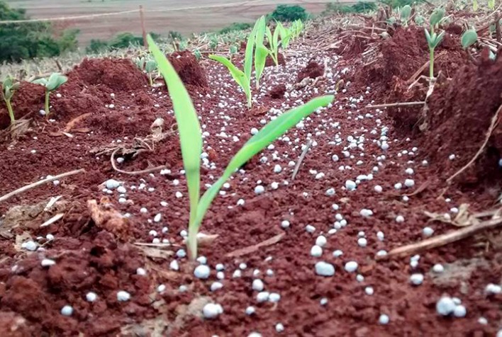 semeadura do milho atingiu 5028 da area total no mato grosso