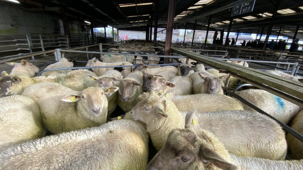 Sheep trade: Hogget price rises by 10c/kg this week