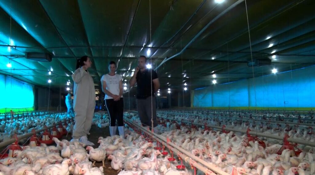 sucessao filhos seguem o sonho do pai e se dedicam a avicultura