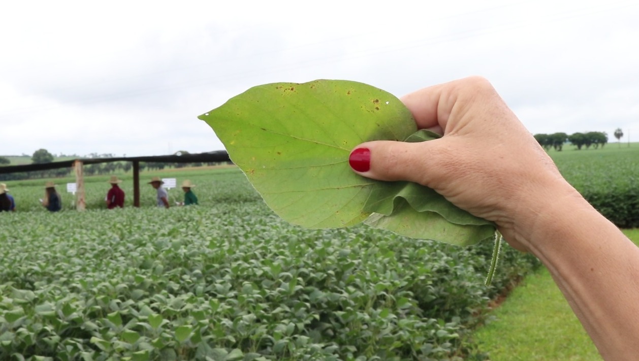terror das lavouras de soja ferrugem pode ser evitada 1
